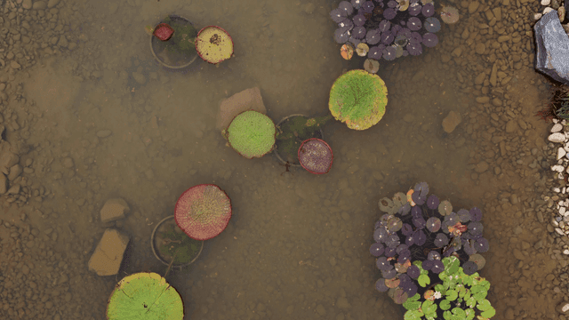 다양한 수초가 자라는 연못