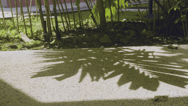Shadows of plants on a sunny path