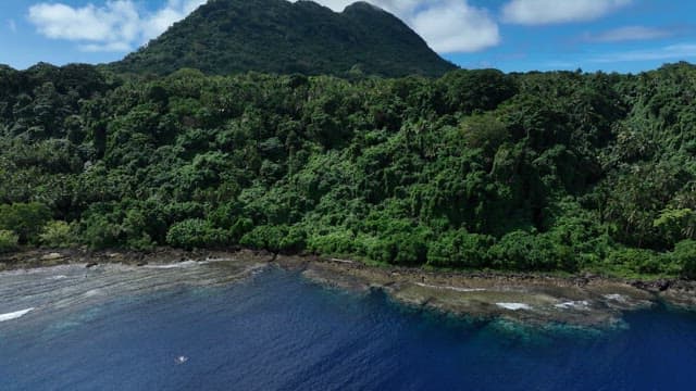 Dense forest along a coastal shoreline