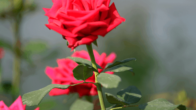 Fully bloomed red rose