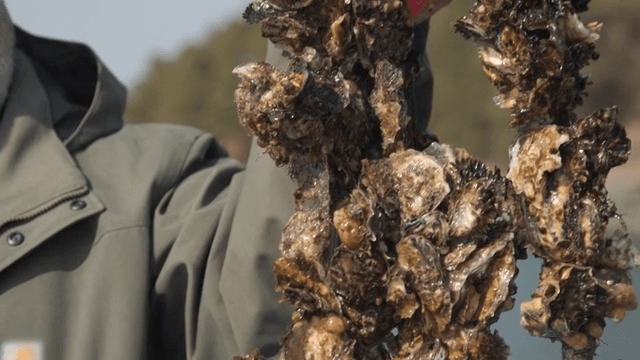 Fisherman harvesting oysters from sea