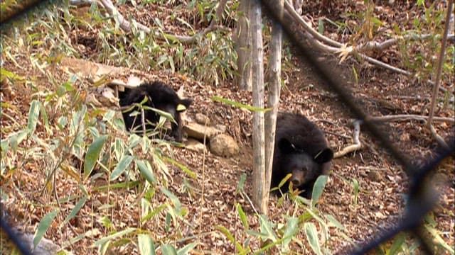 Black bears foraging in the forest