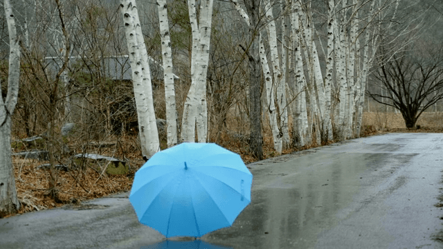 Blue umbrella on a rainy forest path