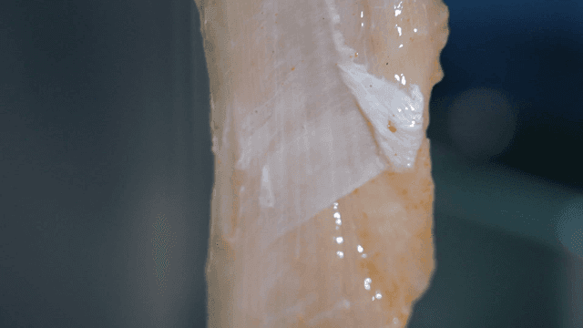 Close-up of raw beef intestines