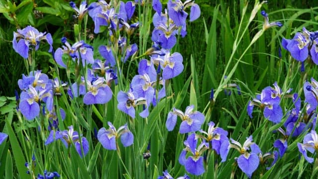 Purple irises blooming in a lush garden