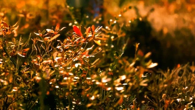 Elegant autumn foliage illuminated by warm sunlight