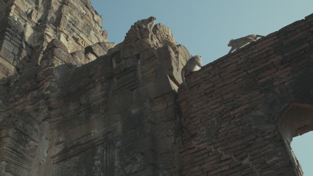 맑은 하늘 아래 고대 석조 유적지 위를 오르는 원숭이들