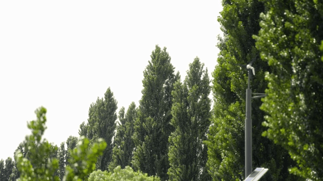 Green trees swaying in the wind