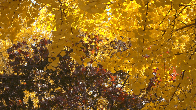 가을 햇살 속 황금빛 은행잎