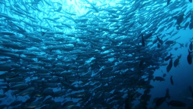 School of Fish Swimming in the Ocean