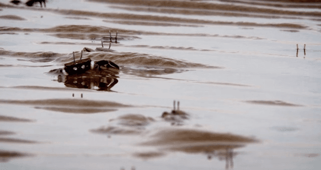 진흙 해안에서 움직이는 게들