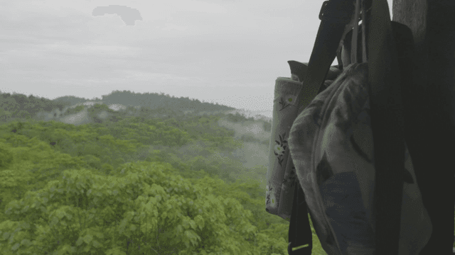 Foggy forest and hanging bags.