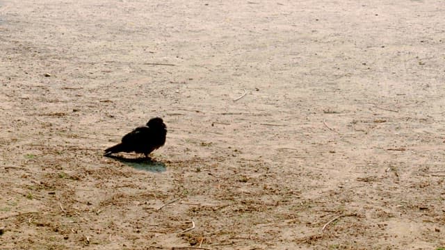 Lone bird on a dirt ground