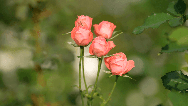 Pink roses blooming in a garden