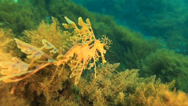 Leafy Seadragon Camouflaged Among Seaweed