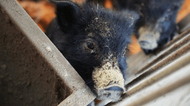 Black pig with dirt on its snout in a pen