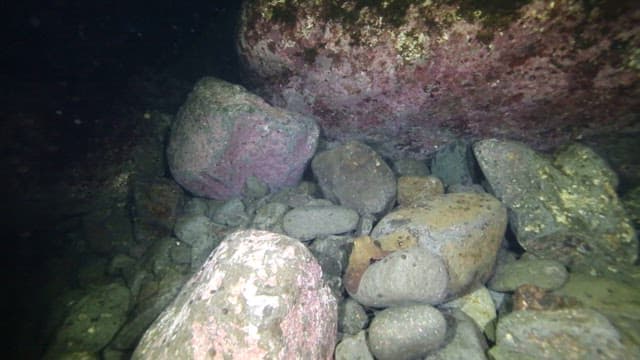 갈고리로 잡은 문어