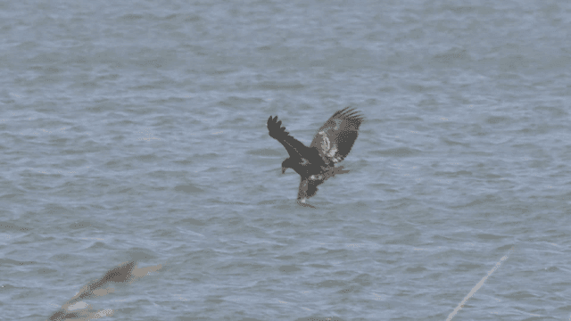 Eagle catching prey in a calm lake