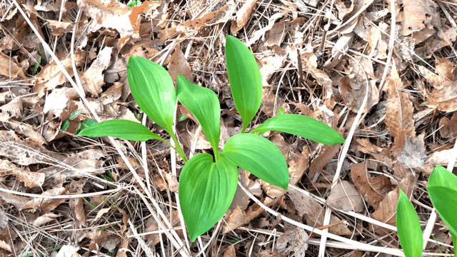 Green plant growing among dry leaves