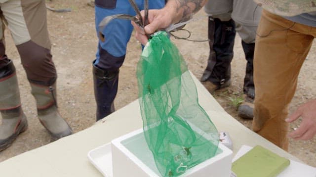 People studying wasps caught in green nets