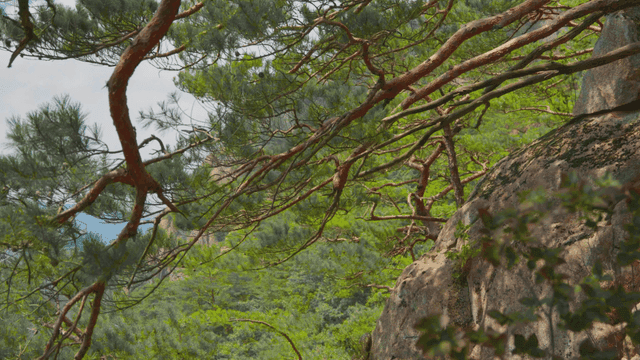 산들바람에 흔들리는 소나무 잎들