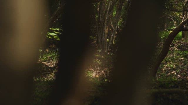 나무들 사이의 고요한 숲길