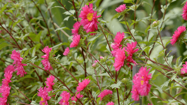 Bright pink flower in an outdoor green field