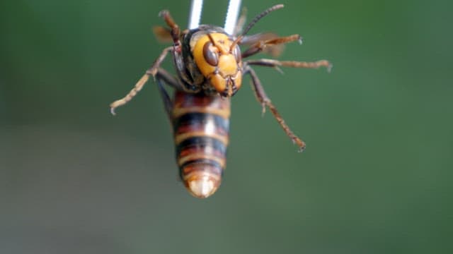 Close-up of a wasp held with tweezers in a natural setting