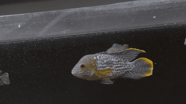 Fish swimming in a dark aquarium