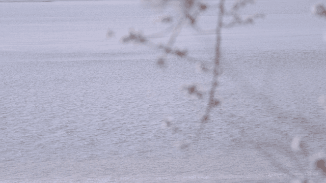 벚꽃이 핀 고요한 호수