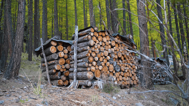 Stacked logs in a serene forest
