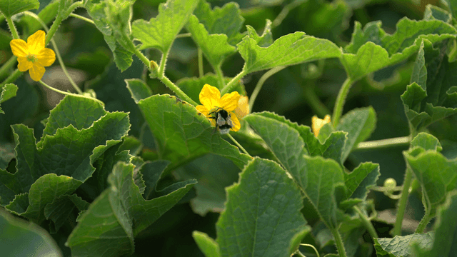 Bumblebee on yellow flower between green leaves
