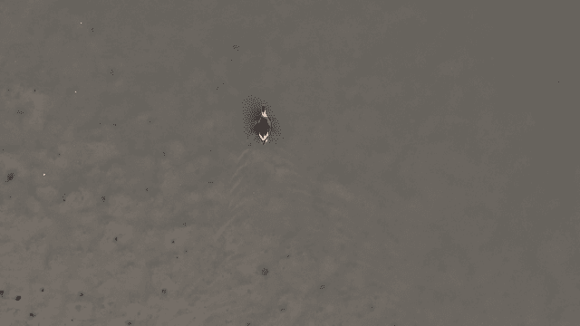 고요한 물에서 헤엄치는 외로운 오리