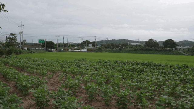 Green rice fields and farms with distant hill