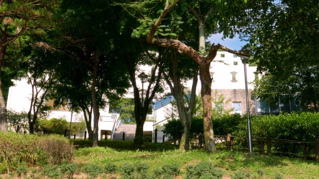 햇살이 비치는 공원의 나무와 건물