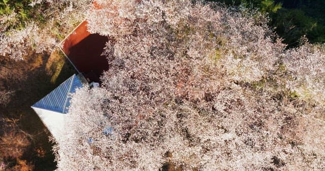 벚꽃이 만개한 맑은 날