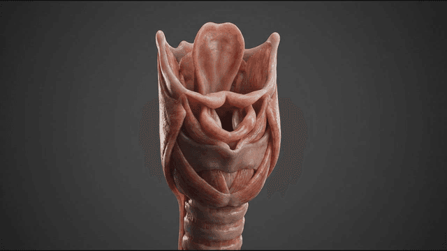 Detailed view of human vocal cords