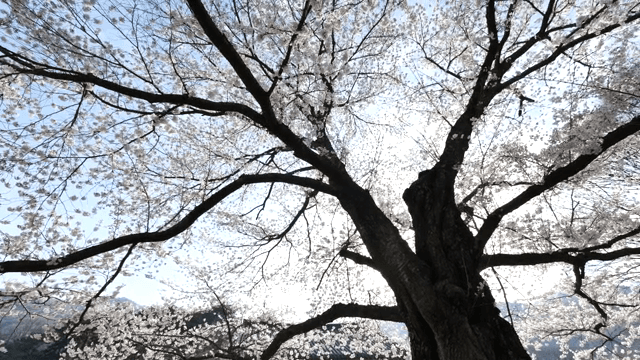 전통 사찰에서 만개한 벚꽃