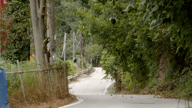 푸른 숲으로 둘러싸인 구불구불한 길