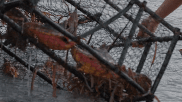 물속 통발에 잡힌 게들