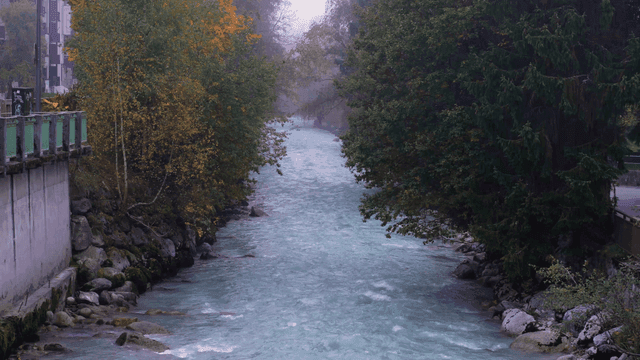 Quiet river flowing among maple leaves