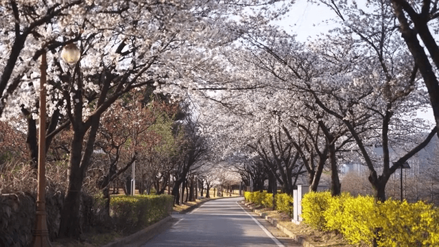 Cherry blossoms lining a peaceful road