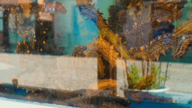 수조 벽에 붙어있는 해삼들