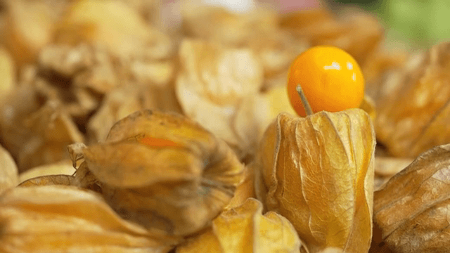 껍질이 있는 잘 익은 꽈리의 클로즈업