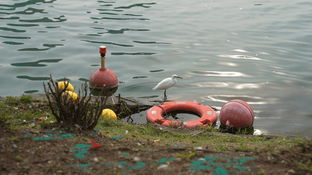 White bird perched on a lakeside structure