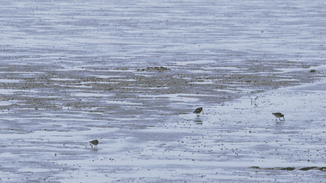 새들이 먹이를 찾는 넓은 갯벌