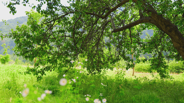 비 오는 날의 나무