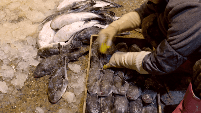 Merchant arranging fish on ice at market