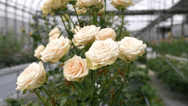 White roses blooming in greenhouse