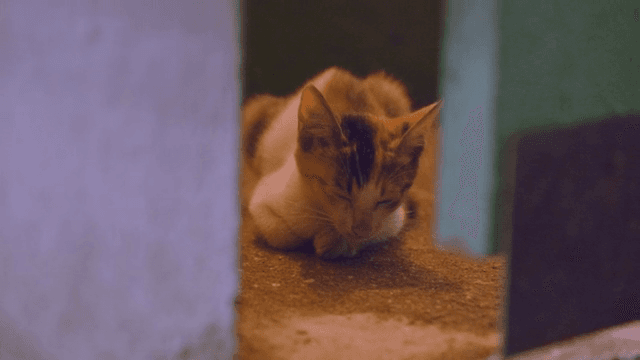 Small kitten resting quietly indoors